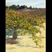 FaulknerVineyard 2