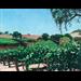 Vineyard